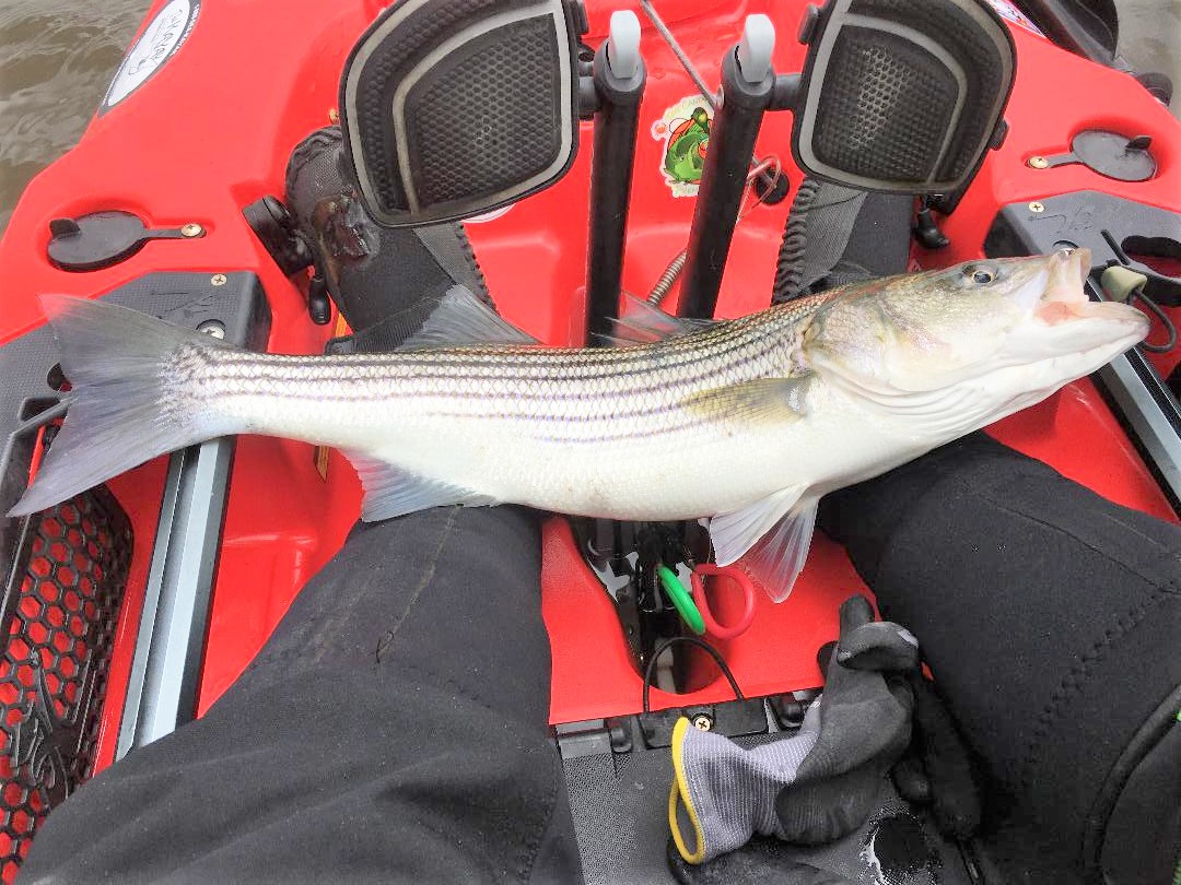 Back Bay Kayak Trolling For Stripers - On The Water